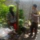 Warga Karang Bayan Antusias Sambut Program Pekarangan Pangan dari Bhabinkamtibmas Perampuan