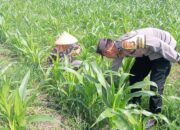 Sinergi Polisi dan Petani Bhabinkamtibmas Kuripan Galakkan Pemanfaatan Pekarangan Rumah