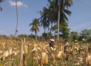 Sinergi Polisi dan Petani pada Panen Jagung Hibrida di Dusun Berambang, Lombok Barat