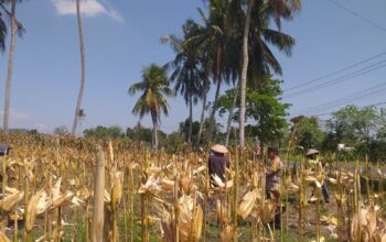 Sinergi Polisi dan Petani pada Panen Jagung Hibrida di Dusun Berambang, Lombok Barat