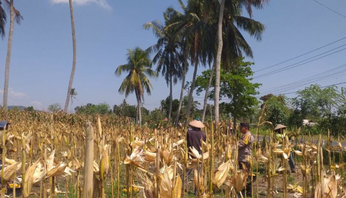 Pendampingan Bhabinkamtibmas di Lombok Barat Perkuat Ketahanan Pangan Petani Jagung