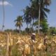 Pendampingan Bhabinkamtibmas di Lombok Barat Perkuat Ketahanan Pangan Petani Jagung
