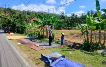 Sinergi Polri dan Petani Dusun Eyat Mayang Perkuat Program Ketahanan Pangan Nasional