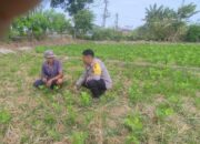 Sinergi Polri dan Warga Kuranji Dorong Desa Mandiri Pangan