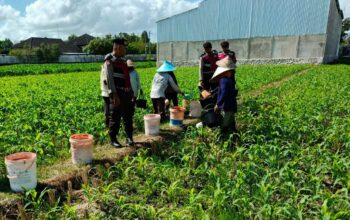 Polres Lombok Barat Turun ke Sawah, Pastikan Produktivitas Jagung di Gerung Terjaga