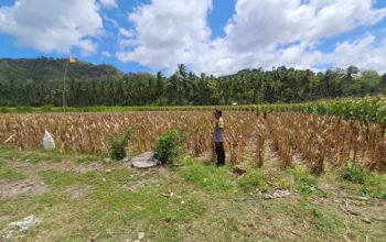 Polsek Sekotong Dukung Ketahanan Pangan Lewat Monitoring Panen Jagung