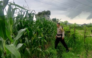 Bhabinkamtibmas Terong Tawah Dorong Pemanfaatan Pekarangan untuk Ketahanan Pangan