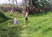 LOMBOK BARAT, NTB – Dalam upaya mewujudkan ketahanan pangan yang kuat di tingkat desa, Bhabinkamtibmas Desa Jagaraga, Aiptu I Gede Dodit, melaksanakan kunjungan silaturahmi ke Dusun Dasan Geres Pande, Kecamatan Kuripan, Lombok Barat. Kunjungan pada Minggu, 21 September 2025 ini bertujuan untuk mensosialisasikan pentingnya program ketahanan pangan kepada warga binaan, khususnya Bapak Nasri, dengan fokus pada pemanfaatan lahan produktif. Kegiatan yang dimulai pukul 11.00 WITA ini disambut baik oleh Bapak Nasri dan warga setempat. Aiptu Gede Dodit berinteraksi langsung dan memberikan edukasi tentang cara-cara efektif mengoptimalkan lahan yang mereka miliki, baik pekarangan rumah maupun lahan kosong, untuk ditanami tanaman pangan, beternak, atau budidaya perikanan. Inisiatif ini merupakan bagian dari komitmen Polri dalam mendukung program pemerintah untuk memperkuat fondasi ekonomi masyarakat, khususnya di sektor pertanian. Mendorong Produktivitas Lahan Melalui Tanaman Jagung Dalam kunjungannya, Aiptu Gede Dodit secara spesifik mengajak Bapak Nasri untuk menanam jagung di lahannya yang berlokasi di RT. 01 Dusun Dasan Geres Pande. Jagung dipilih karena merupakan salah satu komoditas pangan pokok yang memiliki nilai ekonomis tinggi dan relatif mudah dibudidayakan. Aiptu Gede Dodit menekankan bahwa pemanfaatan lahan untuk menanam jagung tidak hanya akan memenuhi kebutuhan pangan keluarga, tetapi juga dapat meningkatkan pendapatan jika hasilnya melimpah. “Kami datang ke sini untuk mengajak Bapak Nasri dan warga lainnya agar tidak menyia-nyiakan lahan yang ada. Dengan menanam jagung, misalnya, kita bisa berkontribusi langsung pada ketahanan pangan keluarga dan bahkan desa,” ujar Aiptu I Gede Dodit. Ia menambahkan bahwa upaya ini sejalan dengan program pemerintah pusat dalam menghadapi tantangan pangan global. Warga Antusias Dukung Program Ketahanan Pangan Respons positif datang dari warga binaan, Bapak Nasri, yang menyatakan kesiapannya untuk mendukung program ini. Menurutnya, inisiatif dari Bhabinkamtibmas ini sangat membantu masyarakat dalam melihat potensi lahan yang selama ini mungkin belum tergarap optimal. “Saya sangat berterima kasih atas kunjungan Bapak Bhabinkamtibmas. Kami siap mendukung program ini. Selama ini lahan memang ada, tapi kami belum tahu harus mulai dari mana. Dengan arahan ini, kami jadi lebih termotivasi,” ungkap Bapak Nasri. Ia berharap, kegiatan serupa dapat terus dilakukan untuk memberikan pendampingan dan motivasi kepada petani lainnya. Polisi Hadir untuk Masyarakat Kapolsek Kuripan, Ipda I Wayan Eka Ariyana, S.H., menjelaskan bahwa kegiatan yang dilakukan oleh Bhabinkamtibmas Aiptu I Gede Dodit merupakan wujud nyata dari peran Polri sebagai pengayom, pelindung, dan pelayan masyarakat. Ia menegaskan bahwa tugas polisi tidak hanya terbatas pada penegakan hukum, tetapi juga mencakup pembinaan masyarakat di berbagai sektor. “Kunjungan Bhabinkamtibmas ke warga binaan adalah salah satu cara kami menjalin komunikasi dan silaturahmi yang erat. Kami ingin memastikan masyarakat merasa dekat dengan kami dan tahu bahwa kami selalu siap membantu, termasuk dalam hal peningkatan kesejahteraan melalui program ketahanan pangan,” kata Ipda I Wayan Eka Ariyana. Menguatkan Fondasi Ekonomi Desa Hasil dari kegiatan ini tidak hanya terwujud dalam bentuk kesepakatan dan dukungan, tetapi juga dalam terjalinnya hubungan silaturahmi dan komunikasi yang lebih baik antara pihak kepolisian dan masyarakat. Melalui pendekatan humanis ini, program pemerintah terkait ketahanan pangan dapat tersampaikan dengan lebih efektif dan diterima dengan tangan terbuka oleh warga. Upaya kolaboratif antara aparat dan masyarakat menjadi kunci utama dalam membangun desa yang mandiri dan memiliki ketahanan ekonomi yang kuat. Dengan semakin banyaknya lahan produktif yang dimanfaatkan, diharapkan kesejahteraan petani di Lombok Barat akan meningkat, dan pasokan pangan lokal akan lebih terjamin.
