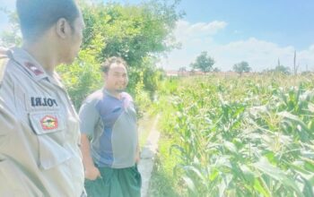 Polri Hadir untuk Pangan: Petani Desa Labuapi Didukung Tanam Jagung di Lahan Kosong