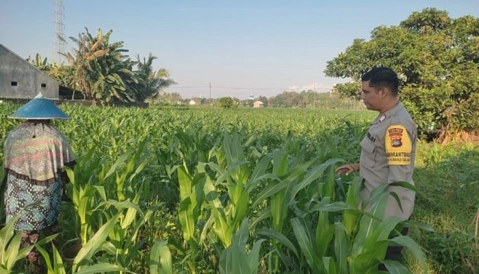 Polsek Labuapi Gandeng Petani Desa Kuranji Wujudkan Kemandirian Pangan
