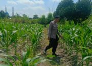 Bhabinkamtibmas Perampuan Ajak Warga Manfaatkan Lahan Kosong Jadi Pekarangan Bergizi