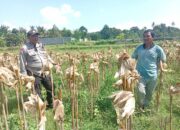 Bhabinkamtibmas Merembu Tinjau Lahan Pertanian dan Antisipasi Dampak Musim Hujan