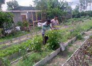 Kolaborasi Polri–Petani Dusun Tegal Perkuat Ketahanan Pangan di Desa Jagaraga