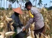 Jaga Ketahanan Pangan, Bhabinkamtibmas Desa Jembatan Kembar Ajak Diversifikasi Pertanian