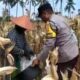 Sambang Desa di Lombok Barat: Bhabinkamtibmas Dorong Warga Jual Hasil Panen ke Bulog