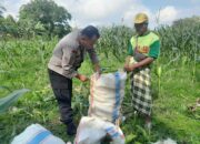 Panen Jagung Dusun Jerneng: Polsek Labuapi Dorong Swasembada Pangan Lokal