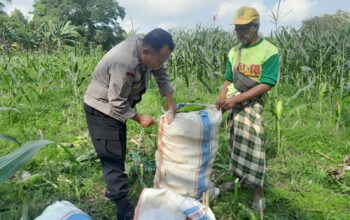 Panen Jagung Dusun Jerneng: Polsek Labuapi Dorong Swasembada Pangan Lokal