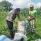 Panen Jagung Dusun Jerneng: Polsek Labuapi Dorong Swasembada Pangan Lokal
