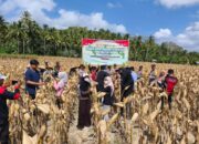 Panen Raya Jagung di Desa Pelangan, Polsek Sekotong Perkuat Ketahanan Pangan