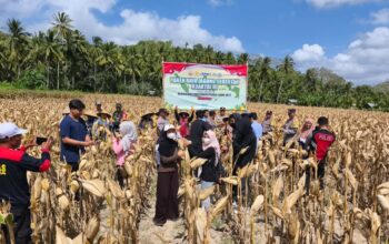 Panen Raya Jagung di Desa Pelangan, Polsek Sekotong Perkuat Ketahanan Pangan
