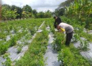 Kunjungan Bhabinkamtibmas di Desa Jagaraga: Pekarangan Jadi Sumber Pangan