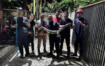 Damkar Batulayar Beraksi Tengah Malam, Evakuasi Biawak 11 Kg dari Plafon Rumah Warga