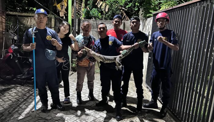 Damkar Batulayar Beraksi Tengah Malam, Evakuasi Biawak 11 Kg dari Plafon Rumah Warga