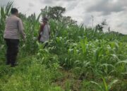 Sinergi Polri dan Petani: Jagung Desa Kuranji Dalang Jadi Penopang Pangan Lombok Barat