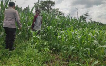 Sinergi Polri dan Petani: Jagung Desa Kuranji Dalang Jadi Penopang Pangan Lombok Barat