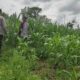 Sinergi Polri dan Petani: Jagung Desa Kuranji Dalang Jadi Penopang Pangan Lombok Barat