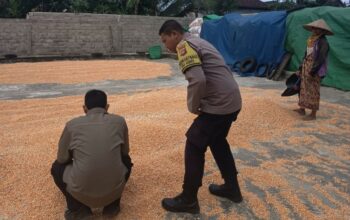 Polsek Sekotong Kawal Survei Jagung, Temukan Masalah Distribusi di Desa Kedaro