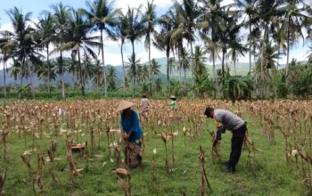 Sinergi Polri dan Petani di Gerung Dorong Stabilitas Harga Jagung