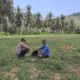 Bhabinkamtibmas Pelangan Gerakkan Warga Tanam Jagung untuk Ketahanan Pangan