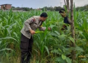 Lombok Barat, NTB – Komitmen Kepolisian Negara Republik Indonesia (Polri) dalam mendukung program ketahanan pangan nasional terus diwujudkan hingga ke tingkat desa. Di wilayah hukum Polres Lombok Barat, upaya nyata ini ditunjukkan melalui peran aktif Bhabinkamtibmas yang intensif mendampingi para petani. Salah satunya adalah kegiatan sambang yang dilakukan oleh Bhabinkamtibmas Desa Gelogor, Aipda Ahyar Haryanto, di Dusun Gelogor Selatan pada hari Rabu, 8 Oktober 2025. Sejak pukul 09.25 Wita, Aipda Ahyar Haryanto telah berada di tengah-tengah warga dan lahan pertanian, khususnya tanaman jagung, yang menjadi komoditas unggulan di daerah tersebut. Kegiatan ini tidak hanya sebatas kunjungan rutin, melainkan merupakan perwujudan sinergi antara aparat keamanan dengan masyarakat dalam menjamin ketersediaan pangan di tingkat lokal. Motivasi dan Pendampingan Langsung di Lahan Pertanian Dalam kunjungannya, Aipda Ahyar Haryanto berinteraksi langsung dengan para petani, melihat dari dekat kondisi tanaman jagung mereka, serta mendengarkan aspirasi dan kendala yang dihadapi. Kehadiran Bhabinkamtibmas di tengah areal persawahan ini memiliki nilai strategis ganda, yaitu menjaga keamanan dan ketertiban masyarakat (Kamtibmas) sekaligus memberikan motivasi dan dukungan moril dalam meningkatkan hasil panen. Petani di Dusun Gelogor Selatan menyambut baik kehadiran Aipda Ahyar Haryanto. Mereka merasa diperhatikan dan mendapatkan suntikan semangat untuk lebih giat dalam mengelola lahan. Tanaman jagung yang menjadi fokus sambang kali ini diharapkan dapat berkontribusi signifikan terhadap pasokan pangan, baik untuk kebutuhan lokal maupun nasional. Polri Dorong Peningkatan Semangat Bertani Warga Peran Bhabinkamtibmas dalam program ketahanan pangan merupakan bagian integral dari tugas tambahan Polri. Mereka berfungsi sebagai jembatan komunikasi yang efektif antara program-program pemerintah di sektor pertanian dengan implementasinya di masyarakat petani. Hal ini sejalan dengan arahan pimpinan Polri untuk menjadikan personel di lapangan sebagai motor penggerak pembangunan dan kesejahteraan masyarakat. Kepala Bagian Sumber Daya Manusia (Kabag SDM) Polres Lombok Barat, AKP Taufik Hidayat, S.H., menegaskan bahwa dukungan terhadap sektor pertanian adalah prioritas. Beliau menyoroti pentingnya peran Bhabinkamtibmas sebagai ujung tombak dalam mencapai sasaran ketahanan pangan. “Kami dari Polres Lombok Barat sangat serius mendukung program pemerintah di bidang ketahanan pangan. Kehadiran Bhabinkamtibmas seperti Aipda Ahyar Haryanto di Desa Gelogor adalah bukti nyata komitmen kami,” ujar AKP Taufik Hidayat, S.H. Beliau melanjutkan, “Kami berharap para petani di Gelogor, khususnya yang membudidayakan jagung, terus semangat dan konsisten dalam merawat tanamannya. Aipda Ahyar Haryanto bertugas untuk memotivasi mereka agar lebih giat dalam bertani, karena keberhasilan pertanian adalah fondasi utama dari ketahanan pangan daerah kita.” Kontribusi Jagung dalam Mewujudkan Swasembada Pangan Komoditas jagung memiliki peran vital sebagai salah satu penopang utama kebutuhan pangan dan pakan di Indonesia. Peningkatan produksi jagung di daerah seperti Gelogor, Lombok Barat, secara langsung akan memperkuat swasembada pangan nasional dan stabilitas harga komoditas. Melalui kegiatan sambang ini, Bhabinkamtibmas juga menyampaikan pesan-pesan yang bersifat edukatif. Selain memberikan dorongan, mereka turut mengingatkan petani mengenai pentingnya pola tanam yang efisien, penggunaan bibit unggul, serta upaya pencegahan gangguan keamanan di lahan pertanian. Kolaborasi dengan instansi terkait, seperti Penyuluh Pertanian Lapangan (PPL), akan terus diperkuat untuk memberikan bimbingan teknis yang optimal kepada warga. Dengan sinergi yang kuat antara Polri, khususnya Bhabinkamtibmas, dan seluruh elemen masyarakat petani, diharapkan Desa Gelogor dapat menjadi contoh keberhasilan dalam mewujudkan masyarakat yang mandiri secara pangan, sehat, dan sejahtera. Keaktifan Aipda Ahyar Haryanto dalam mendampingi petani menjadi cerminan bahwa aparat keamanan tidak hanya bertugas menjaga keamanan, tetapi juga menjadi mitra strategis dalam upaya meningkatkan kesejahteraan dan ketahanan pangan bangsa.