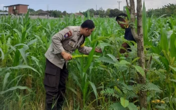 Lombok Barat, NTB – Komitmen Kepolisian Negara Republik Indonesia (Polri) dalam mendukung program ketahanan pangan nasional terus diwujudkan hingga ke tingkat desa. Di wilayah hukum Polres Lombok Barat, upaya nyata ini ditunjukkan melalui peran aktif Bhabinkamtibmas yang intensif mendampingi para petani. Salah satunya adalah kegiatan sambang yang dilakukan oleh Bhabinkamtibmas Desa Gelogor, Aipda Ahyar Haryanto, di Dusun Gelogor Selatan pada hari Rabu, 8 Oktober 2025. Sejak pukul 09.25 Wita, Aipda Ahyar Haryanto telah berada di tengah-tengah warga dan lahan pertanian, khususnya tanaman jagung, yang menjadi komoditas unggulan di daerah tersebut. Kegiatan ini tidak hanya sebatas kunjungan rutin, melainkan merupakan perwujudan sinergi antara aparat keamanan dengan masyarakat dalam menjamin ketersediaan pangan di tingkat lokal. Motivasi dan Pendampingan Langsung di Lahan Pertanian Dalam kunjungannya, Aipda Ahyar Haryanto berinteraksi langsung dengan para petani, melihat dari dekat kondisi tanaman jagung mereka, serta mendengarkan aspirasi dan kendala yang dihadapi. Kehadiran Bhabinkamtibmas di tengah areal persawahan ini memiliki nilai strategis ganda, yaitu menjaga keamanan dan ketertiban masyarakat (Kamtibmas) sekaligus memberikan motivasi dan dukungan moril dalam meningkatkan hasil panen. Petani di Dusun Gelogor Selatan menyambut baik kehadiran Aipda Ahyar Haryanto. Mereka merasa diperhatikan dan mendapatkan suntikan semangat untuk lebih giat dalam mengelola lahan. Tanaman jagung yang menjadi fokus sambang kali ini diharapkan dapat berkontribusi signifikan terhadap pasokan pangan, baik untuk kebutuhan lokal maupun nasional. Polri Dorong Peningkatan Semangat Bertani Warga Peran Bhabinkamtibmas dalam program ketahanan pangan merupakan bagian integral dari tugas tambahan Polri. Mereka berfungsi sebagai jembatan komunikasi yang efektif antara program-program pemerintah di sektor pertanian dengan implementasinya di masyarakat petani. Hal ini sejalan dengan arahan pimpinan Polri untuk menjadikan personel di lapangan sebagai motor penggerak pembangunan dan kesejahteraan masyarakat. Kepala Bagian Sumber Daya Manusia (Kabag SDM) Polres Lombok Barat, AKP Taufik Hidayat, S.H., menegaskan bahwa dukungan terhadap sektor pertanian adalah prioritas. Beliau menyoroti pentingnya peran Bhabinkamtibmas sebagai ujung tombak dalam mencapai sasaran ketahanan pangan. “Kami dari Polres Lombok Barat sangat serius mendukung program pemerintah di bidang ketahanan pangan. Kehadiran Bhabinkamtibmas seperti Aipda Ahyar Haryanto di Desa Gelogor adalah bukti nyata komitmen kami,” ujar AKP Taufik Hidayat, S.H. Beliau melanjutkan, “Kami berharap para petani di Gelogor, khususnya yang membudidayakan jagung, terus semangat dan konsisten dalam merawat tanamannya. Aipda Ahyar Haryanto bertugas untuk memotivasi mereka agar lebih giat dalam bertani, karena keberhasilan pertanian adalah fondasi utama dari ketahanan pangan daerah kita.” Kontribusi Jagung dalam Mewujudkan Swasembada Pangan Komoditas jagung memiliki peran vital sebagai salah satu penopang utama kebutuhan pangan dan pakan di Indonesia. Peningkatan produksi jagung di daerah seperti Gelogor, Lombok Barat, secara langsung akan memperkuat swasembada pangan nasional dan stabilitas harga komoditas. Melalui kegiatan sambang ini, Bhabinkamtibmas juga menyampaikan pesan-pesan yang bersifat edukatif. Selain memberikan dorongan, mereka turut mengingatkan petani mengenai pentingnya pola tanam yang efisien, penggunaan bibit unggul, serta upaya pencegahan gangguan keamanan di lahan pertanian. Kolaborasi dengan instansi terkait, seperti Penyuluh Pertanian Lapangan (PPL), akan terus diperkuat untuk memberikan bimbingan teknis yang optimal kepada warga. Dengan sinergi yang kuat antara Polri, khususnya Bhabinkamtibmas, dan seluruh elemen masyarakat petani, diharapkan Desa Gelogor dapat menjadi contoh keberhasilan dalam mewujudkan masyarakat yang mandiri secara pangan, sehat, dan sejahtera. Keaktifan Aipda Ahyar Haryanto dalam mendampingi petani menjadi cerminan bahwa aparat keamanan tidak hanya bertugas menjaga keamanan, tetapi juga menjadi mitra strategis dalam upaya meningkatkan kesejahteraan dan ketahanan pangan bangsa.