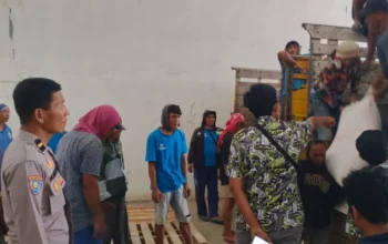 Petani Lega! Jagung Kering Terserap Bulog dengan Harga Acuan Pemerintah