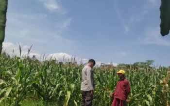 Tanpa Kendala Pupuk, Petani Jagung di Lombok Barat Semakin Optimis