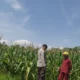 Polisi Turun ke Sawah, Dukung Ketahanan Pangan di Kuranji Dalang