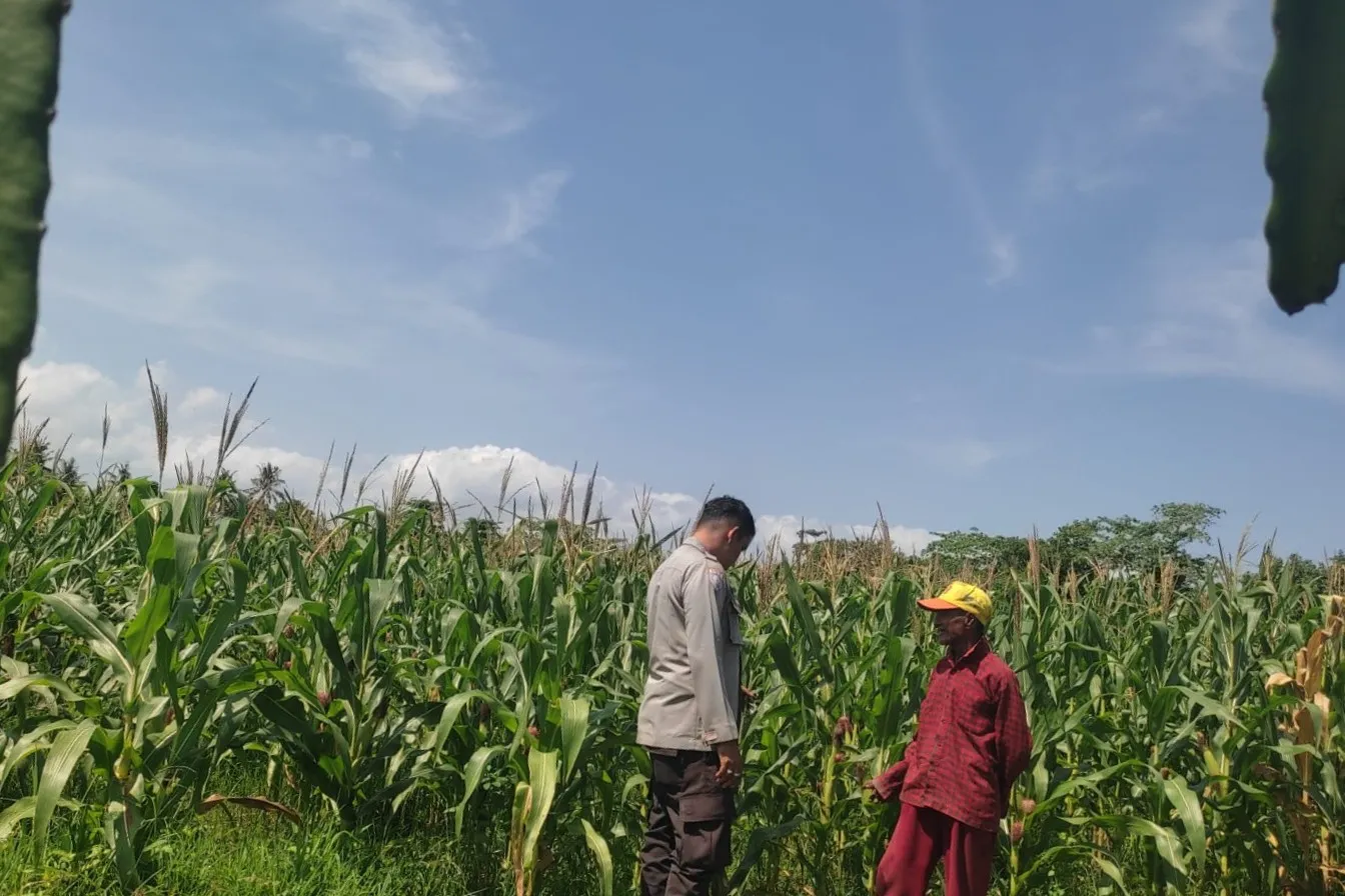 Tanpa Kendala Pupuk, Petani Jagung di Lombok Barat Semakin Optimis