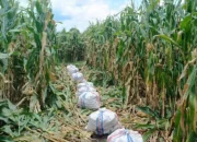 Bhabinkamtibmas Kawal Panen Jagung, Petani Babussalam Tersenyum Lega