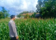 Kehadiran Polisi di Ladang Jagung, Bukti Sinergi Polri dan Petani di Lombok Barat