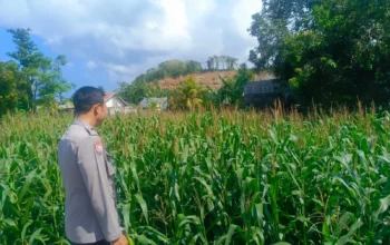Kehadiran Polisi di Ladang Jagung, Bukti Sinergi Polri dan Petani di Lombok Barat