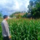 Dekat dengan Warga, Bhabinkamtibmas Perampuan Kawal Program Ketahanan Pangan
