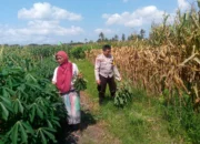 Bhabinkamtibmas dan Petani Bersatu Perkuat Ketahanan Pangan Lokal