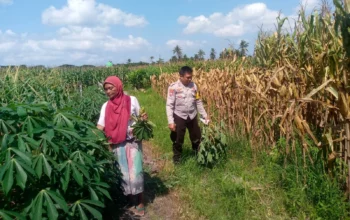 Bhabinkamtibmas dan Petani Bersatu Perkuat Ketahanan Pangan Lokal