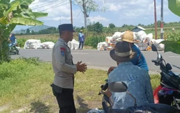 Sinergi Polisi dan Petani di Lombok Barat, Hasilkan Panen Jagung Melimpah