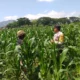 Polsek Kuripan Turun ke Sawah, Dukung Petani Tingkatkan Produksi Jagung