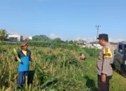 Peran Nyata Bhabinkamtibmas dalam Meningkatkan Kesejahteraan Petani