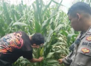 Bhabinkamtibmas Turun ke Sawah, Petani Lombok Barat Kian Semangat