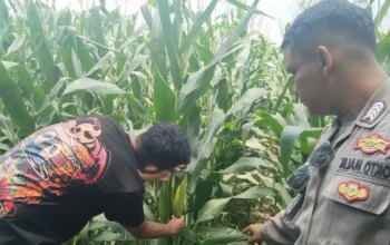 Bhabinkamtibmas Turun ke Sawah, Petani Lombok Barat Kian Semangat
